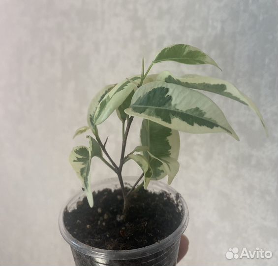 Фикус де гантель