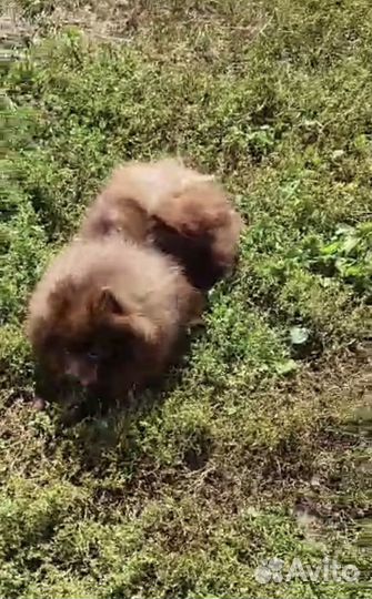 Шоколадный шпиц вязка