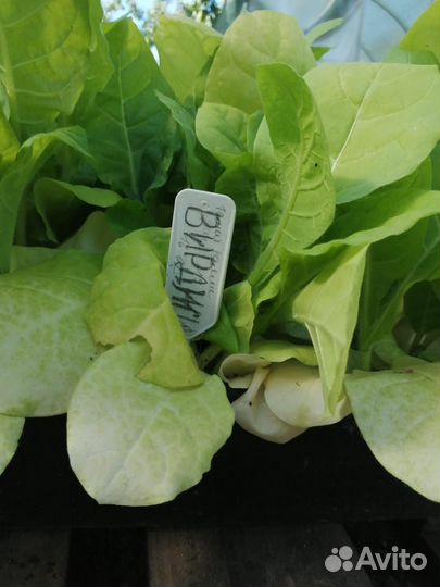 Рассада табака