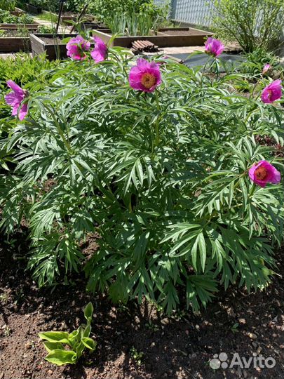 Марьин корень