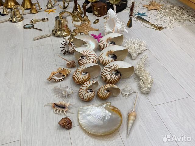 Наутилусы Кораллы Чучела рыб Рынды и др