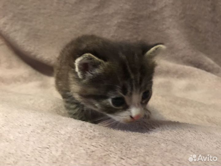 Котёнок найден в подезде,премерно месеца 4