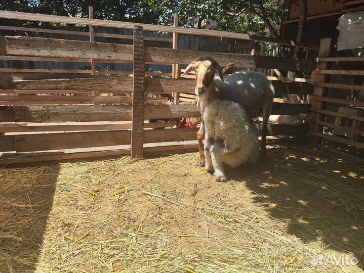 Овцы бараны