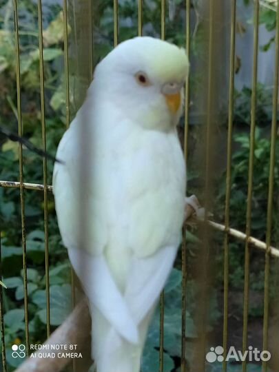 Попугаи самки