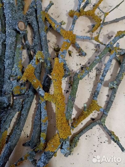 Корм для улиток