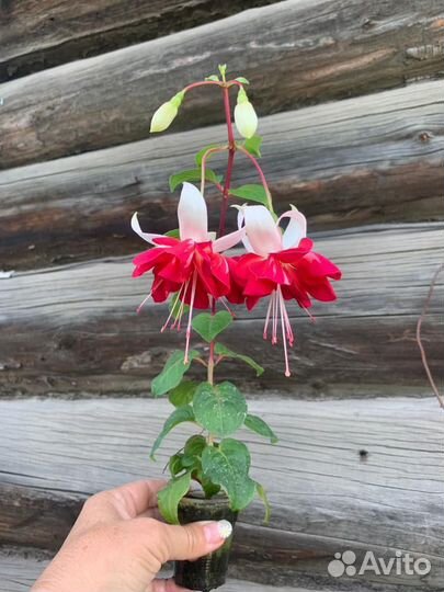 Фуксия сортовая, 250