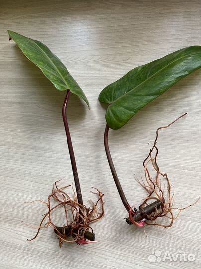 Комнатные растения цветы