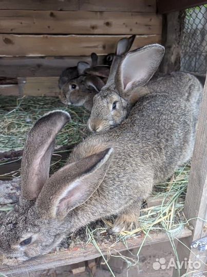 Кролики мясных пород
