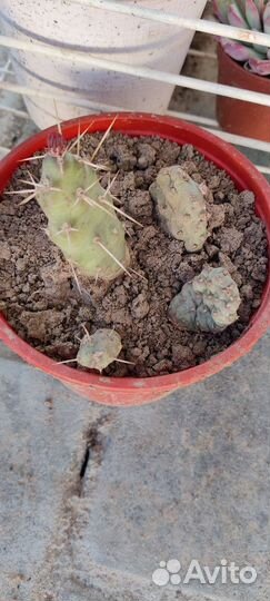 Кактусы(опунции) морозостойкие/Жирянка тина