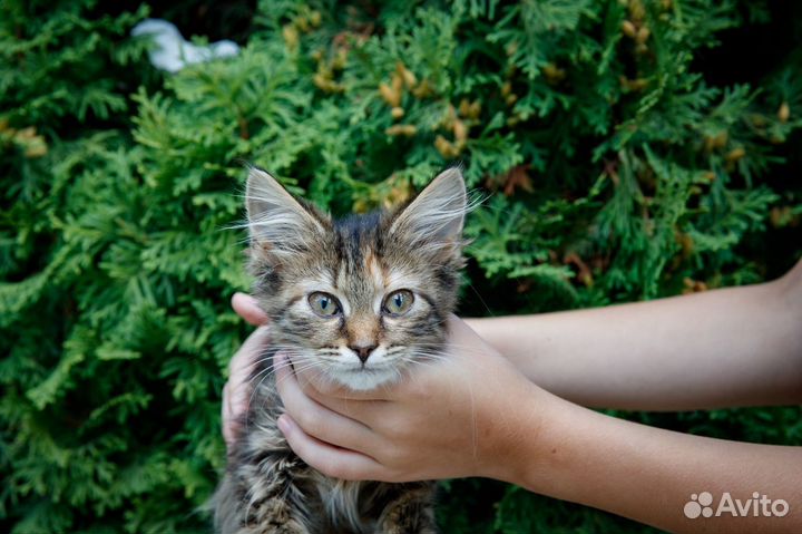 Очаровательная Звёздочка