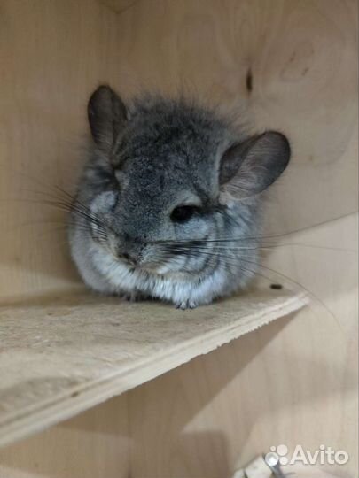 Шиншилла Ангора