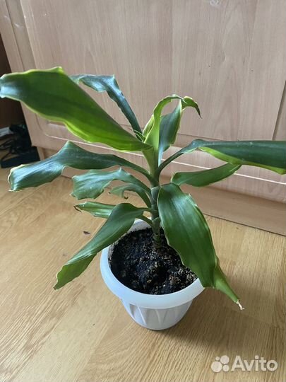 Пальма юкка, драцена