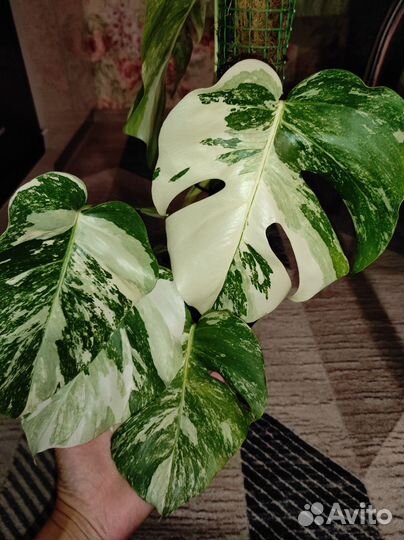 Монстера альба