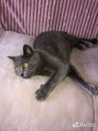 Кошки в добрые руки