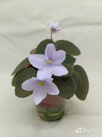 Фиалки мини и п/мини зарубежной селекции