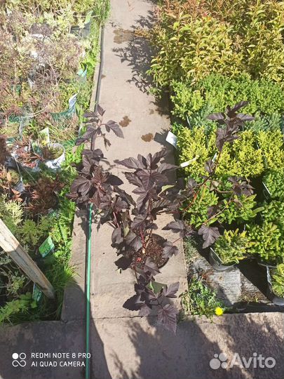 Пузыреплодник Диабло