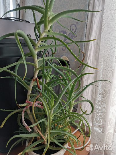 Продам алоэ