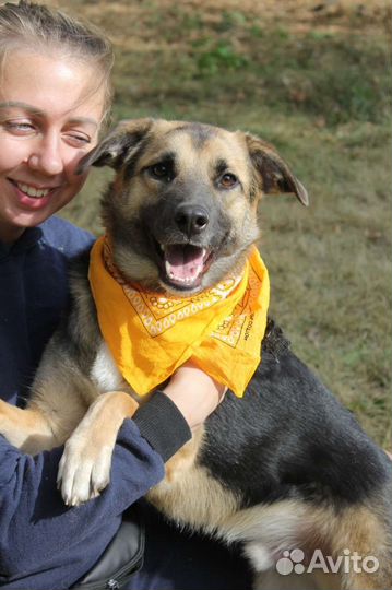 Собака в самую лучшую семью