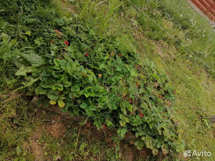 Клубника крупная