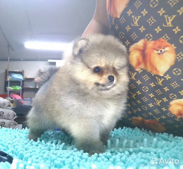 Шпиц Мини мальчик в типе мишка