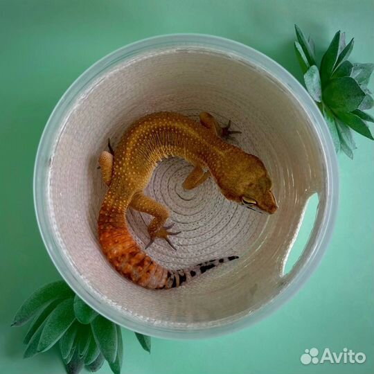 Влажная камера для рептилий