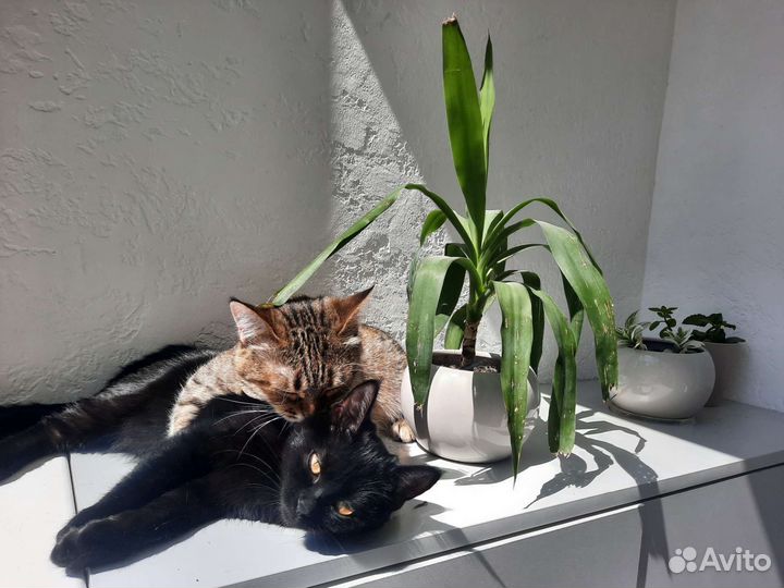 Кошка с котенком
