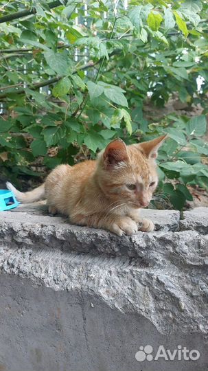 Рыжее чудо