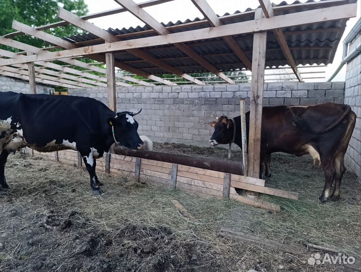 Коровы дойные