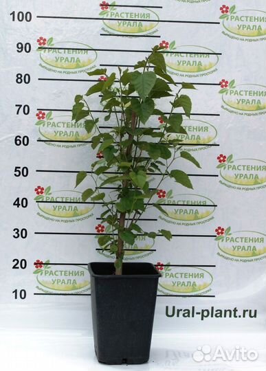 Саженцы шелковицы 140см