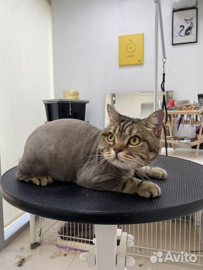 Стрижка собак и кошек. Груминг с выездом на дом