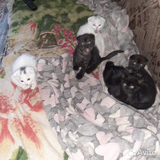 Котята