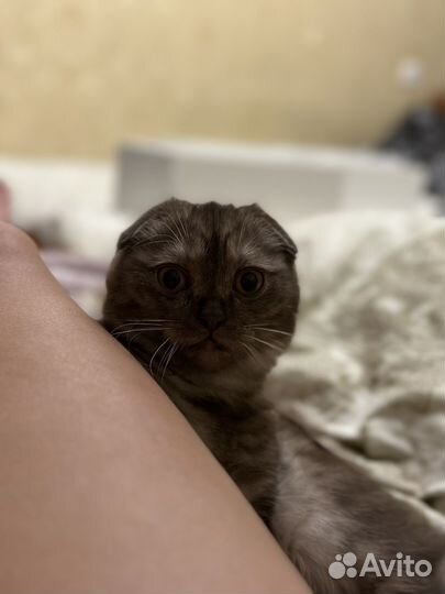 Шотландский кот вязка