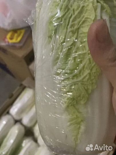 Пекинская капуста