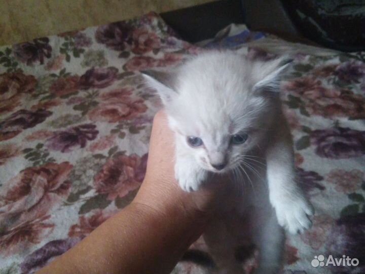 Отдам котят в хорошие руки