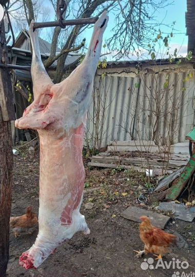 Мясо баранина домашнее