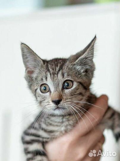 Полосатый котенок девочка 3 мес в добрые руки