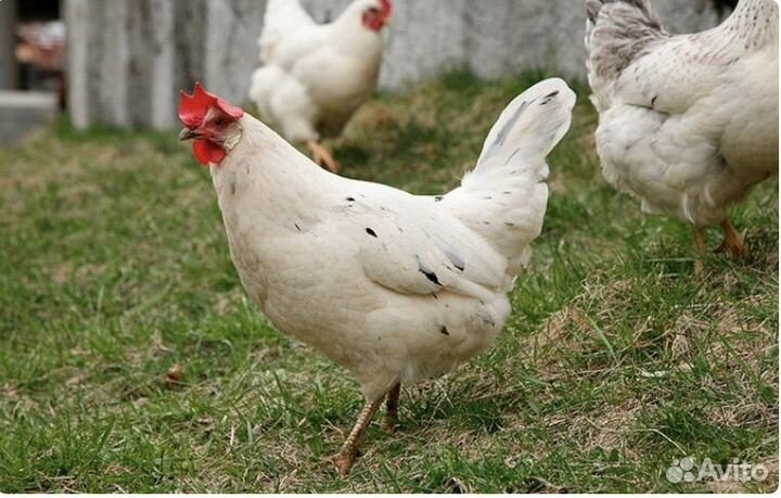 Куры несушки легорн