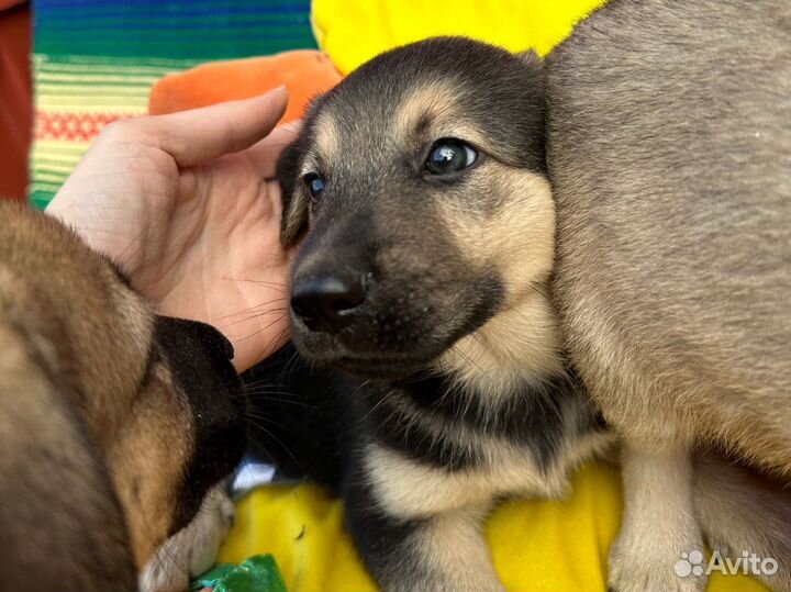 Щенки в дар маленькие подниматели настроения
