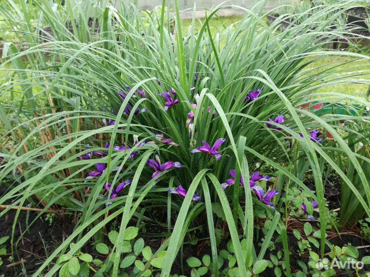 Ирис касатик, лилейник