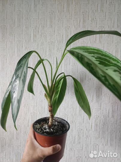 Монстера акумината и аглаонема