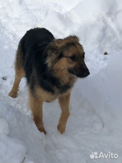 Собака в дар. Собака в добрые руки метис овчарки
