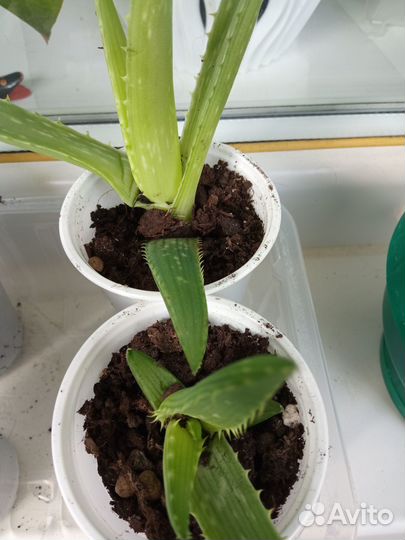 Продам цветы комнатные