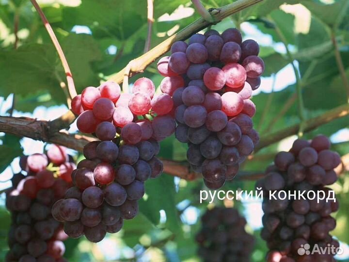 Саженцы винограда