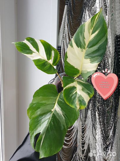 Эпипремнум Лава