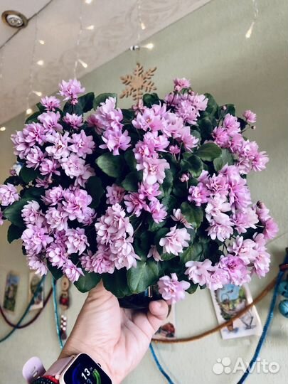 Глоксиния Фиалка