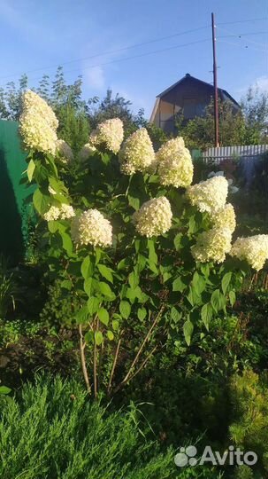 Гортензия лайм лайт