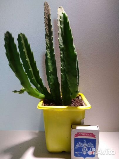 Эдитколея, Орбея, Стапелия