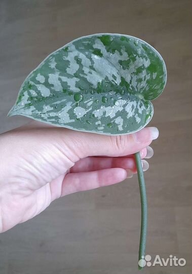 Сциндапсус Сильвер Хиро,Экзотика