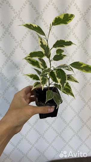 Замиокулькас Фикус кинки