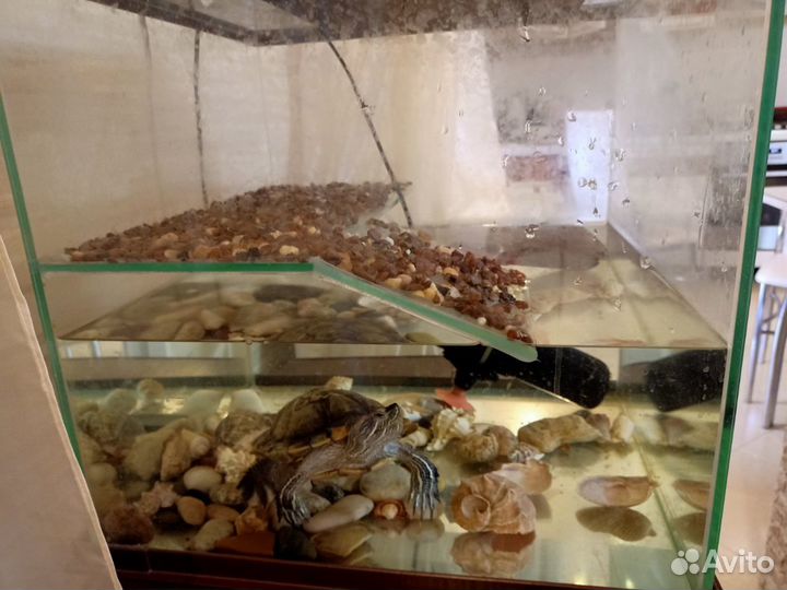 Аквариум для черепах